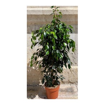 Ficus benjamina 150 cm